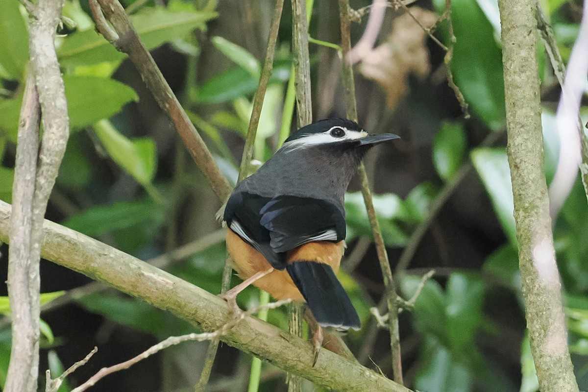 White-eared Sibia - george parker