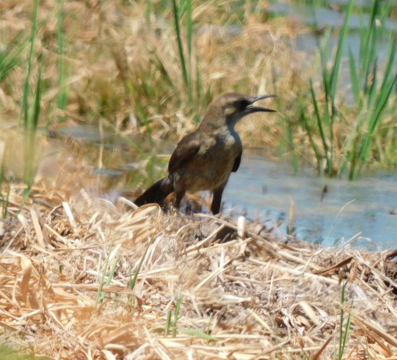 Great-tailed Grackle - ML594128211