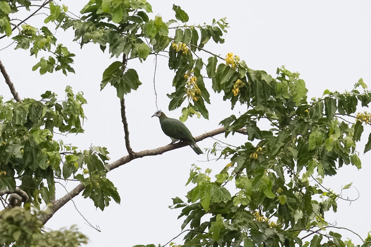 White-bellied Imperial-Pigeon - ML594132731
