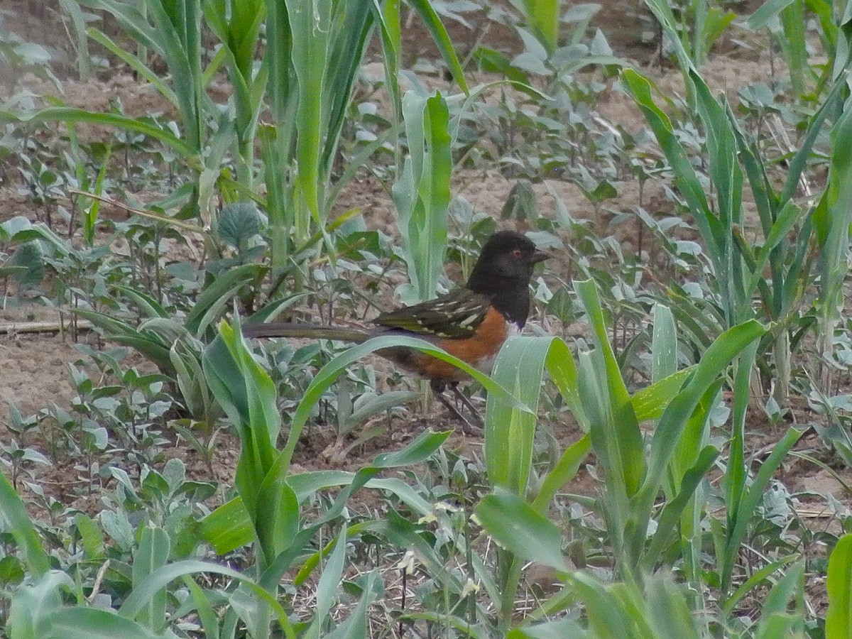 Spotted Towhee (Olive-backed) - ML594135761