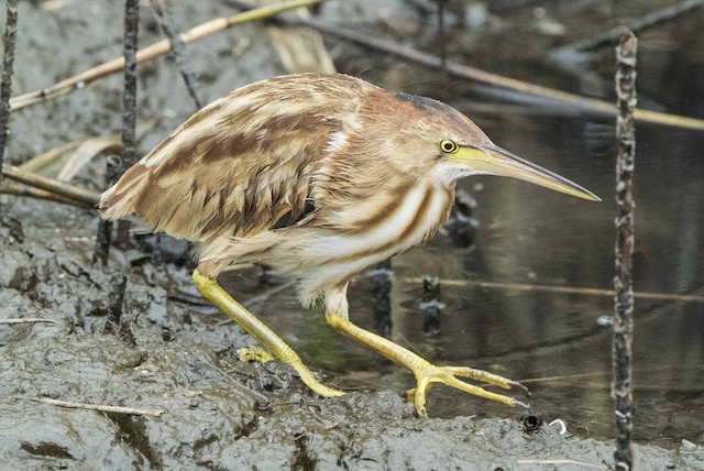 Yellow bittern on sale