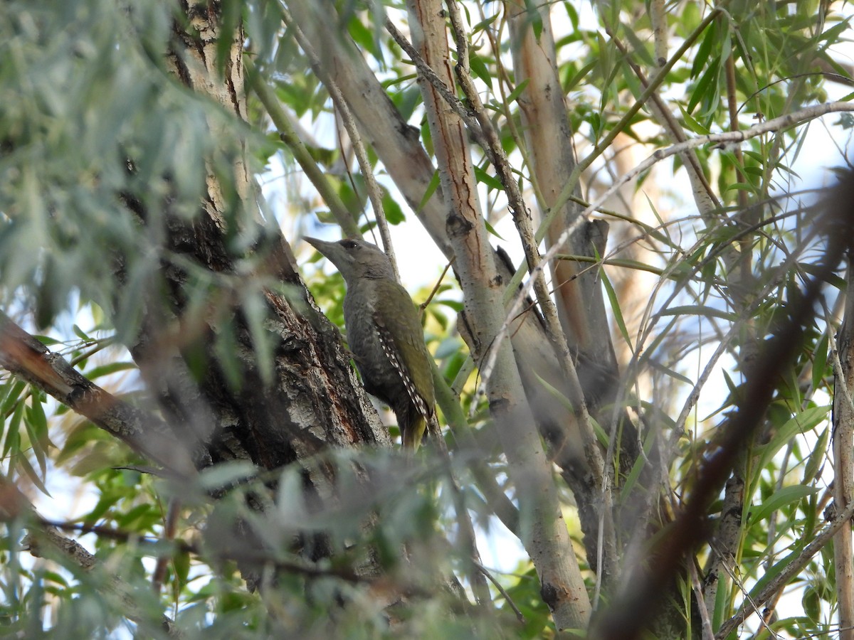 Gray-headed Woodpecker - ML594139611