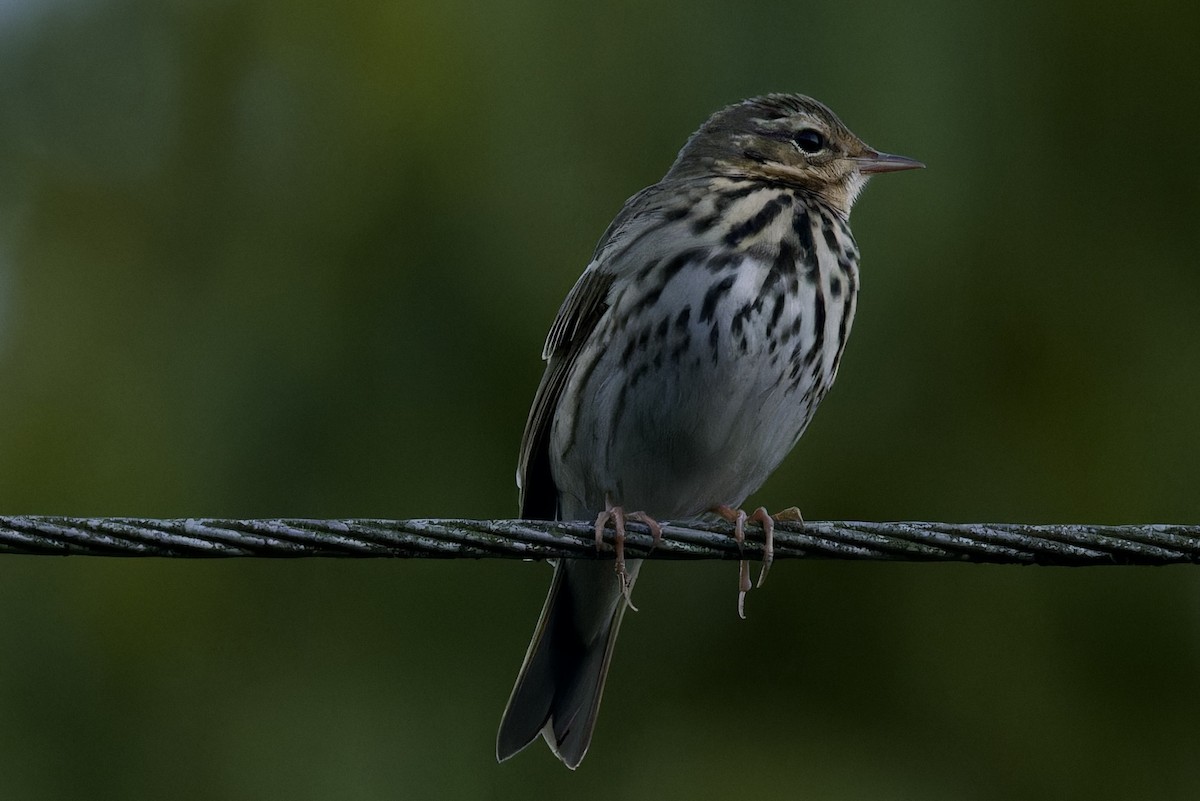 Olive-backed Pipit - ML594140551