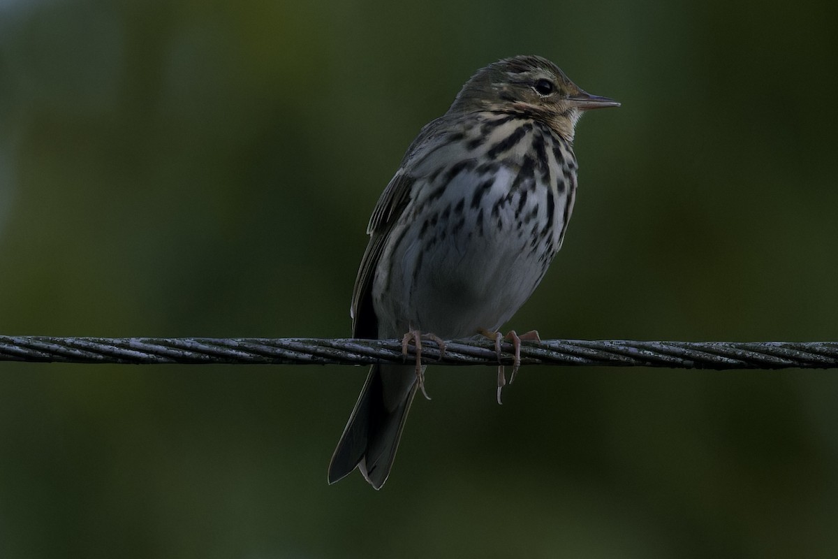 Olive-backed Pipit - ML594140561