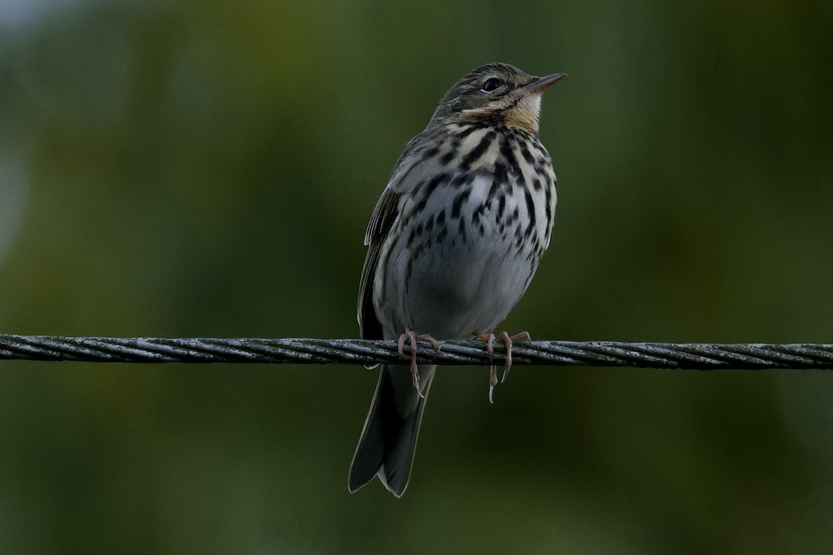 Olive-backed Pipit - ML594140571
