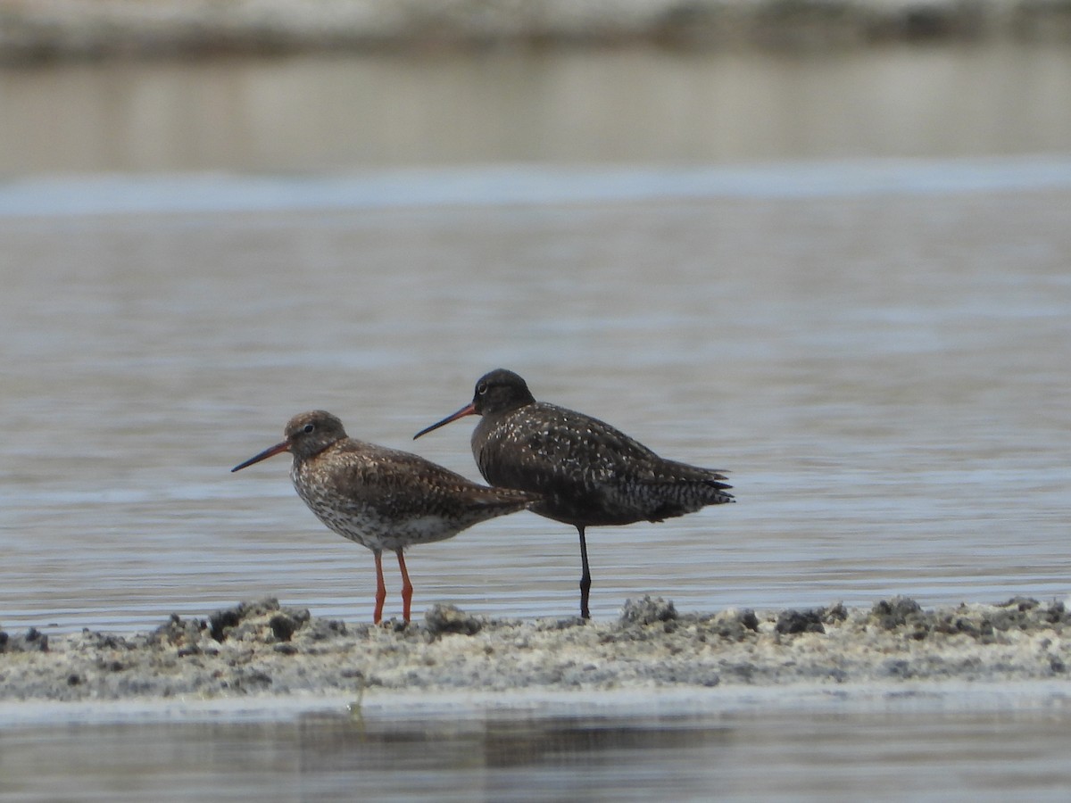 Spotted Redshank - ML594141181