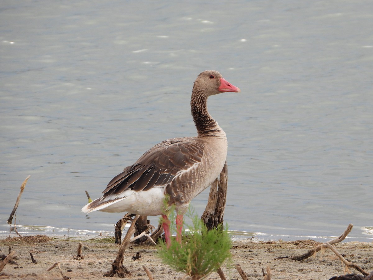 Graylag Goose (Siberian) - ML594141431