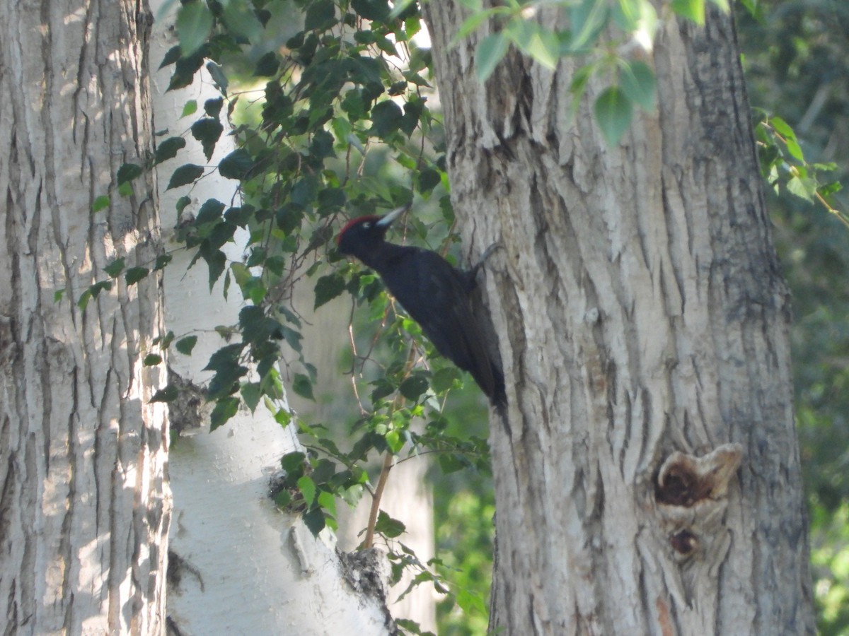 Black Woodpecker - ML594141961