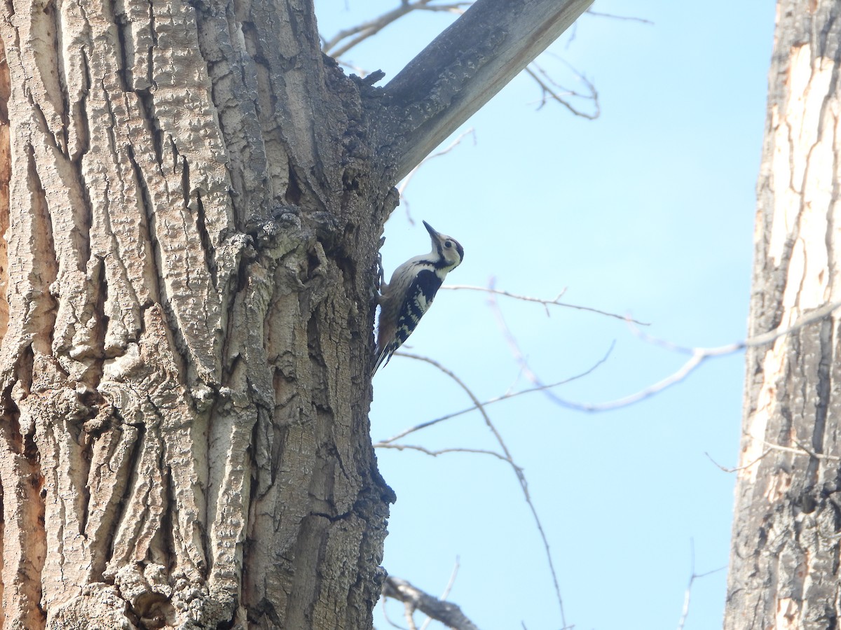 White-backed Woodpecker - ML594142011