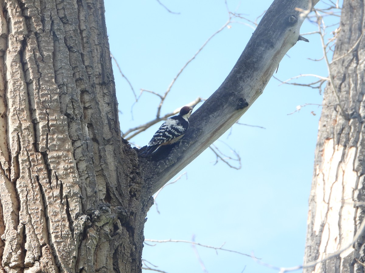 White-backed Woodpecker - ML594142041