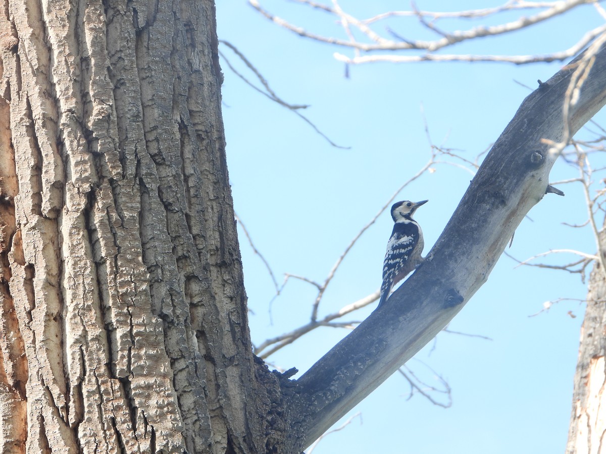 White-backed Woodpecker - ML594142061