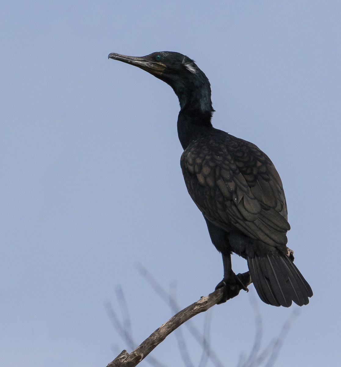Indian Cormorant - ML594143081