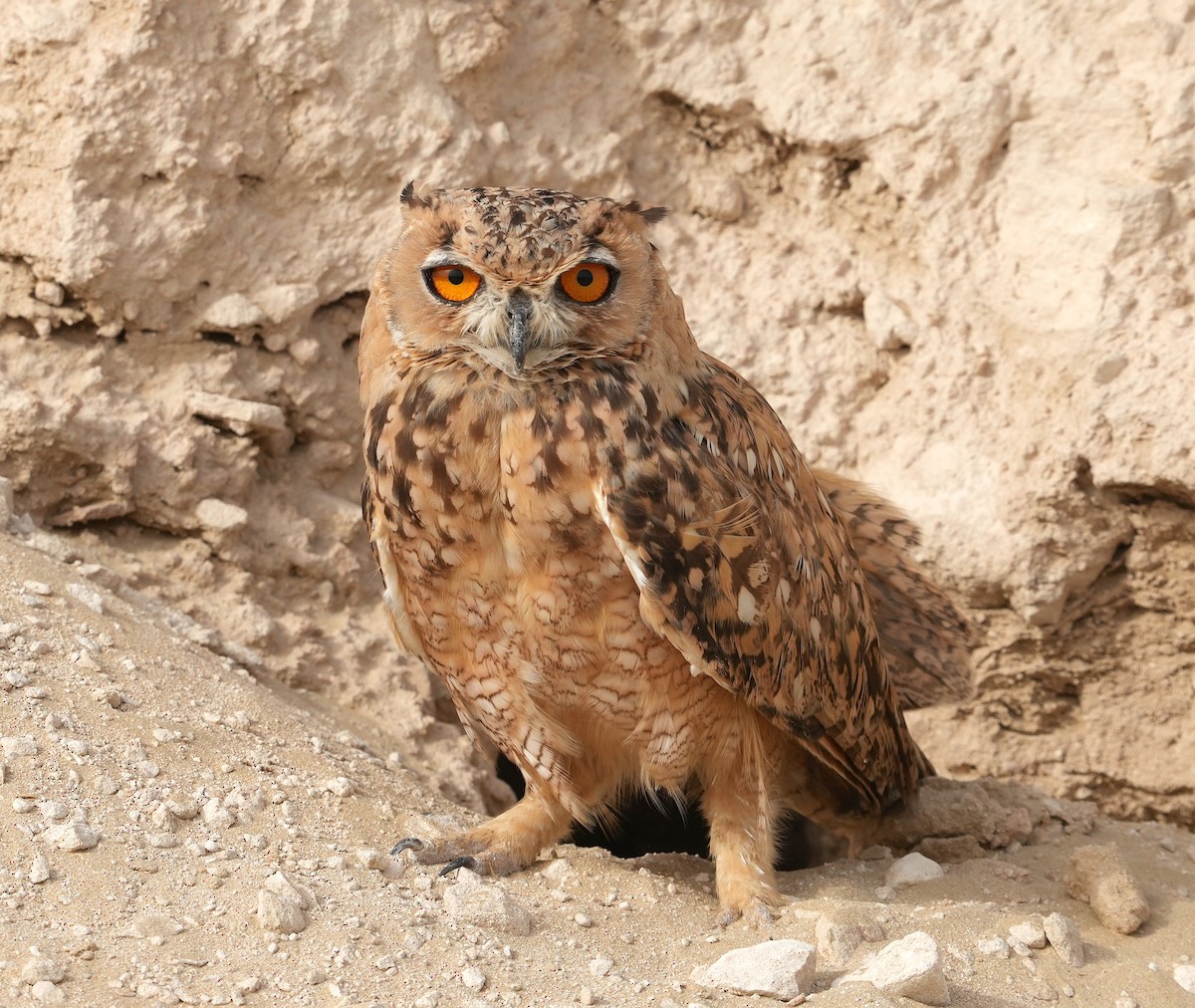 Pharaoh Eagle-Owl - ML594144671