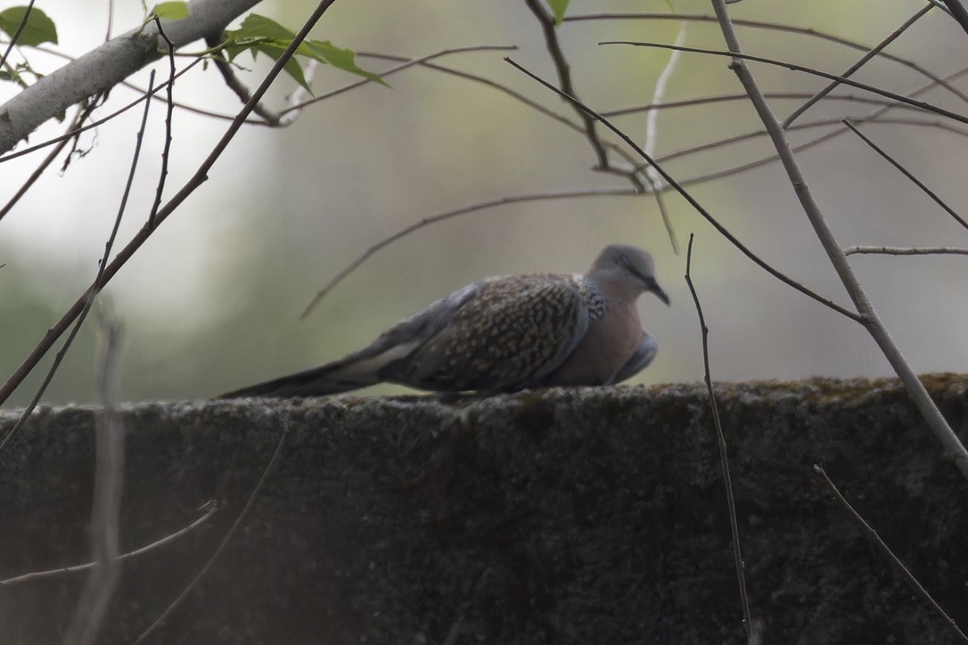 Spotted Dove - ML594145131
