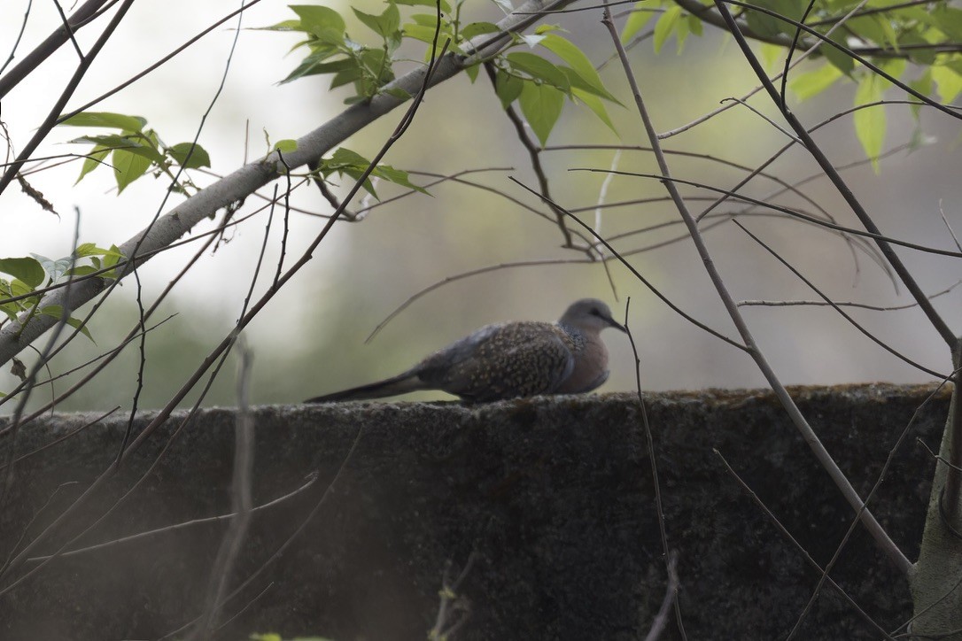 Spotted Dove - ML594145141