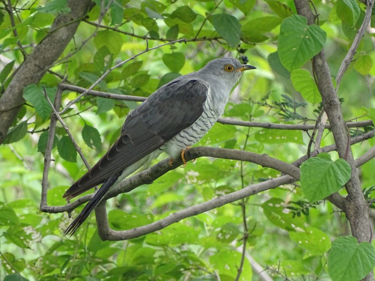 Common Cuckoo - ML594145491