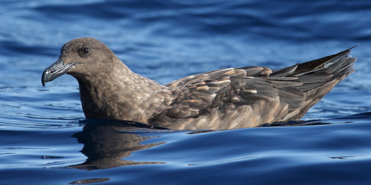 eBird Checklist - 13 Jul 2023 - Offshore--Bass Canyon Pelagic - 16 ...