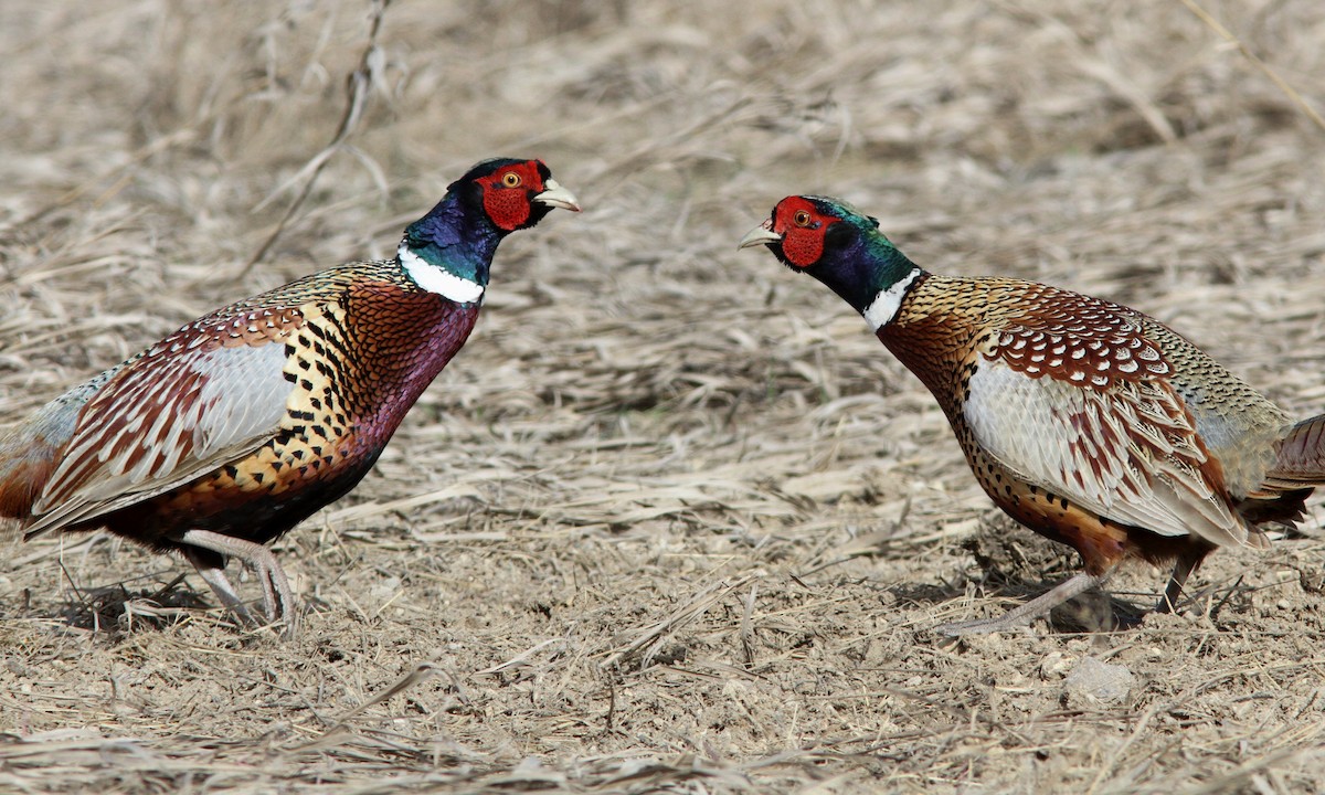 Ring-necked Pheasant - ML59415081
