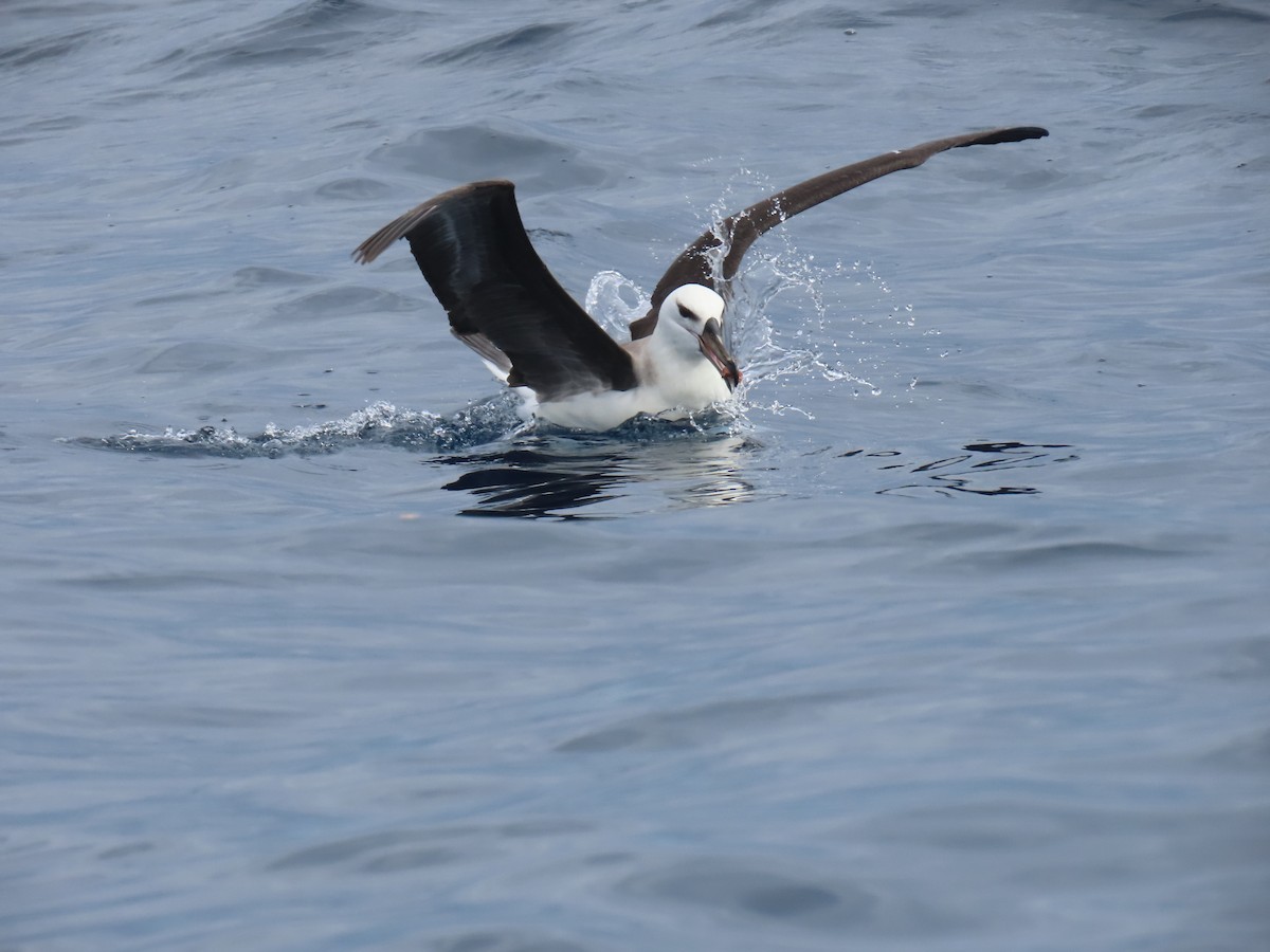 Black-browed Albatross (Black-browed) - ML594151121