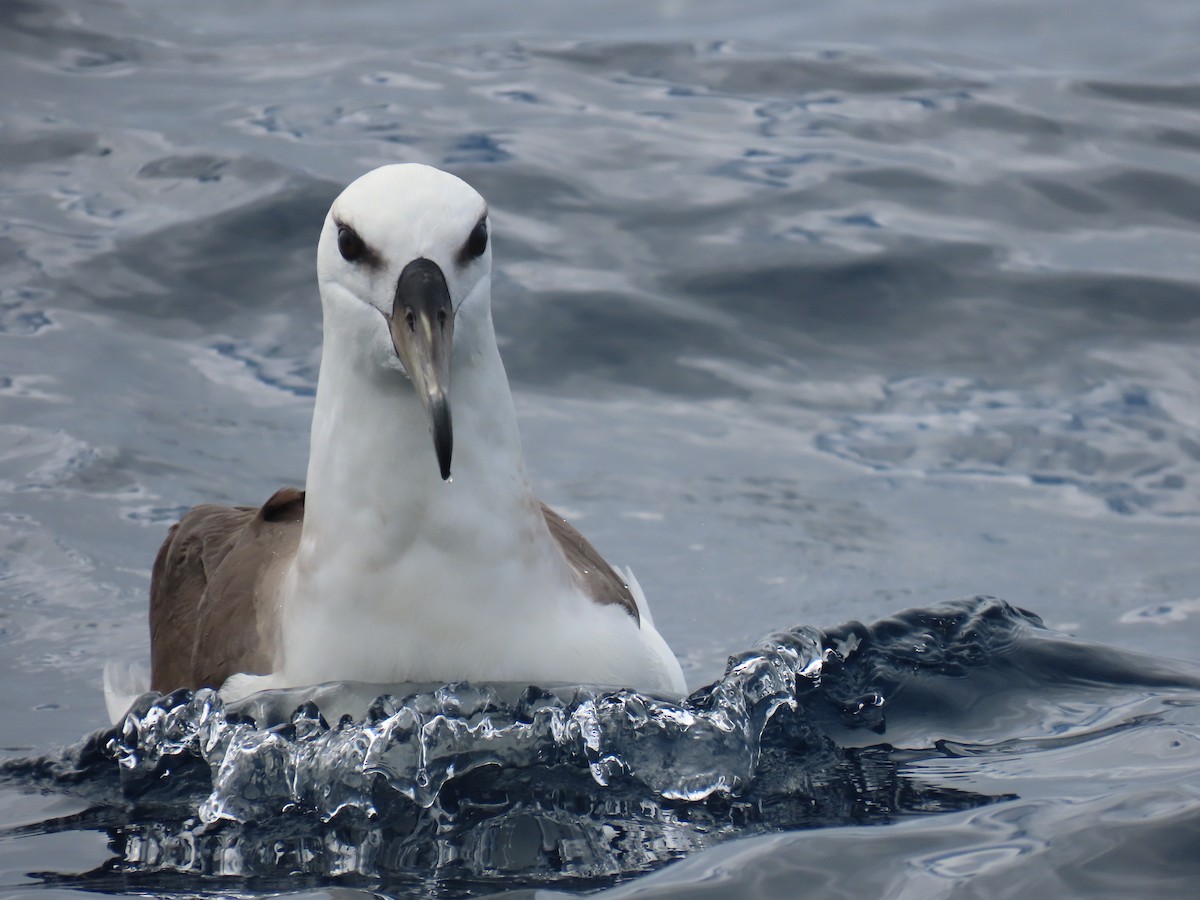 Black-browed Albatross (Black-browed) - ML594151161