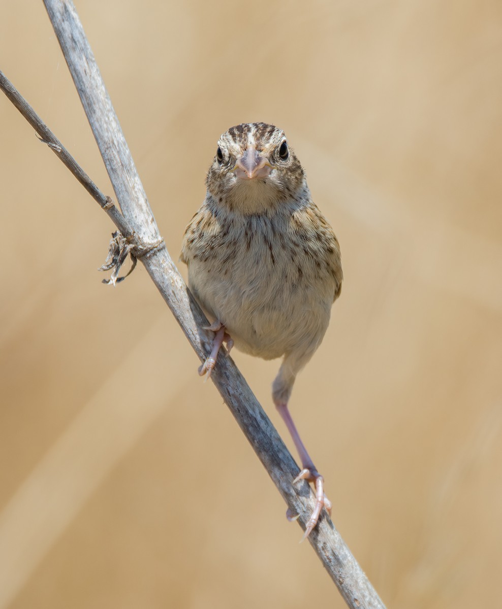 Grasshopper Sparrow - ML594151941