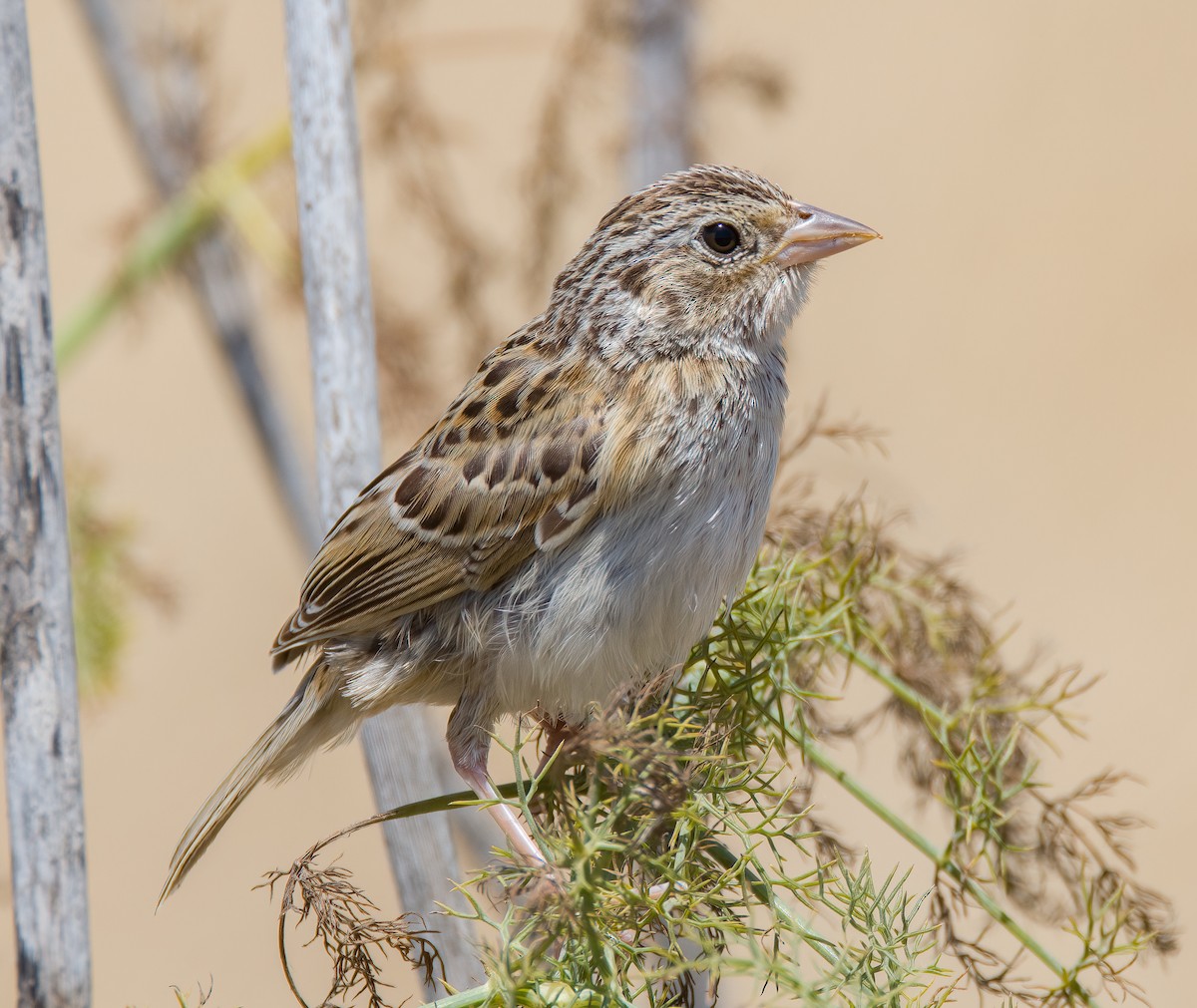 Grasshopper Sparrow - ML594151951