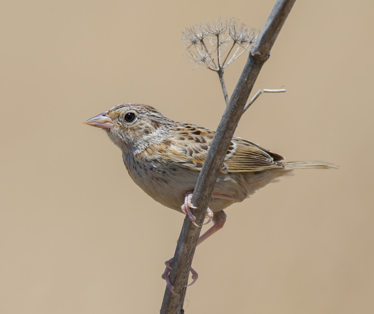 Grasshopper Sparrow - ML594151961
