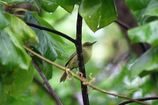  - Cook Islands Reed Warbler