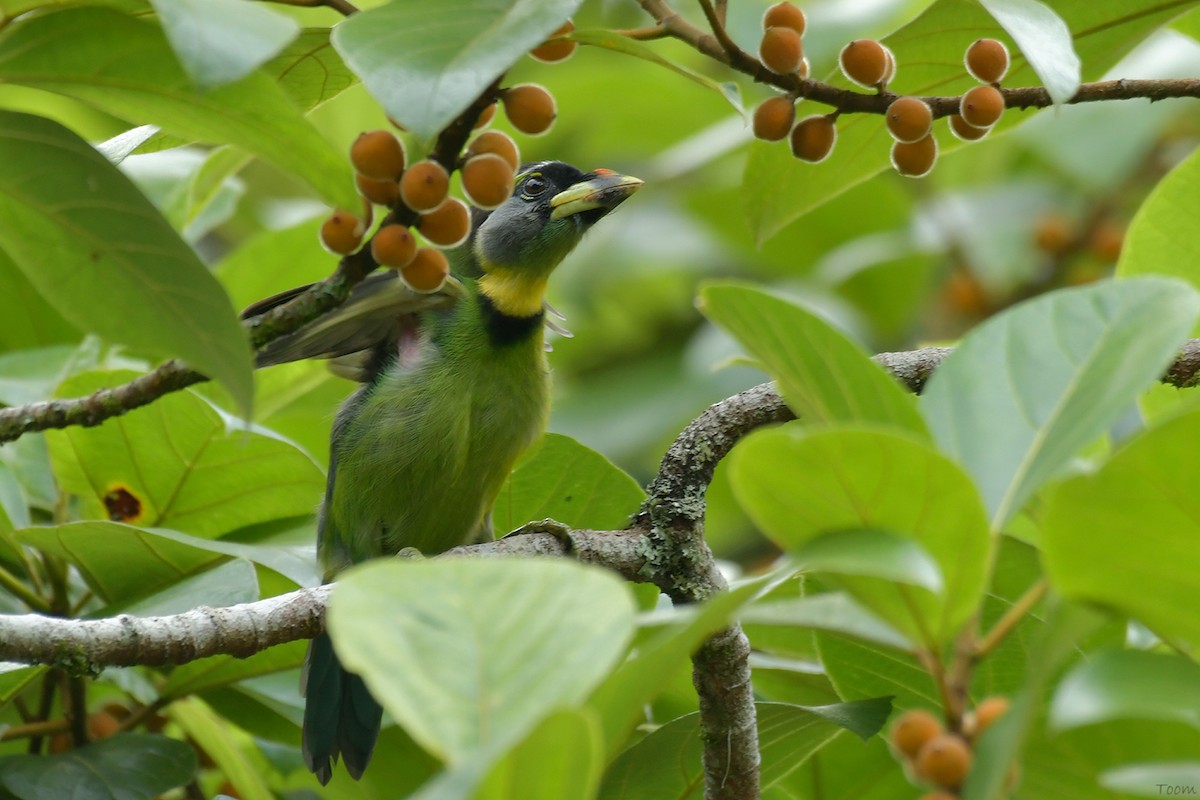 Fire-tufted Barbet - ML594156391