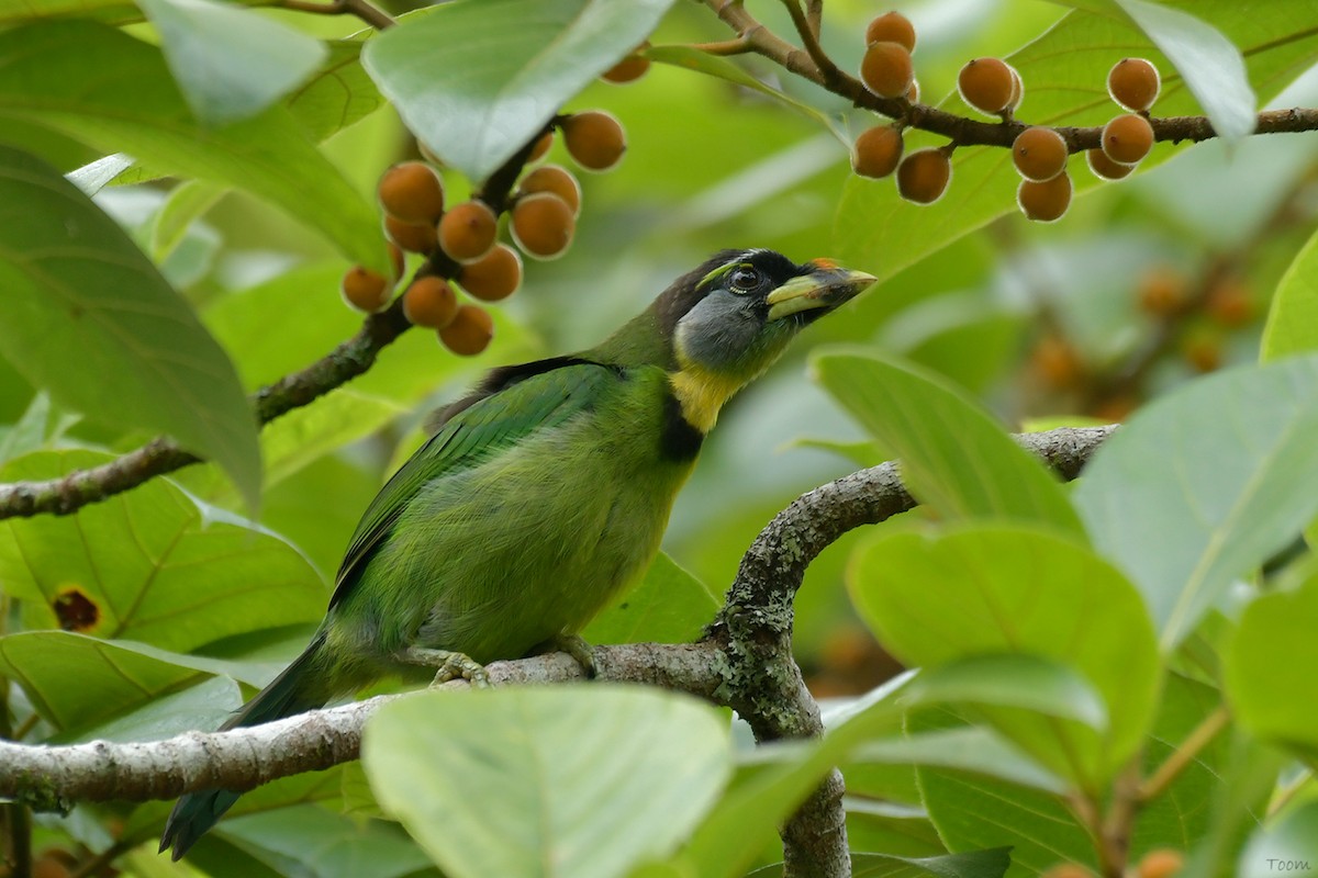 Fire-tufted Barbet - ML594156411