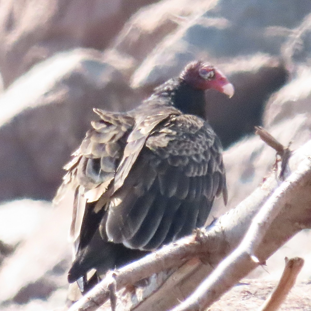 Turkey Vulture - ML594158101