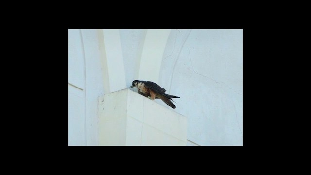 Peregrine Falcon (Shaheen) - ML594158151
