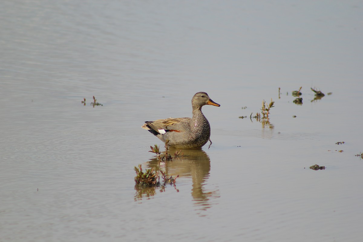 Gadwall - Theo Stowell
