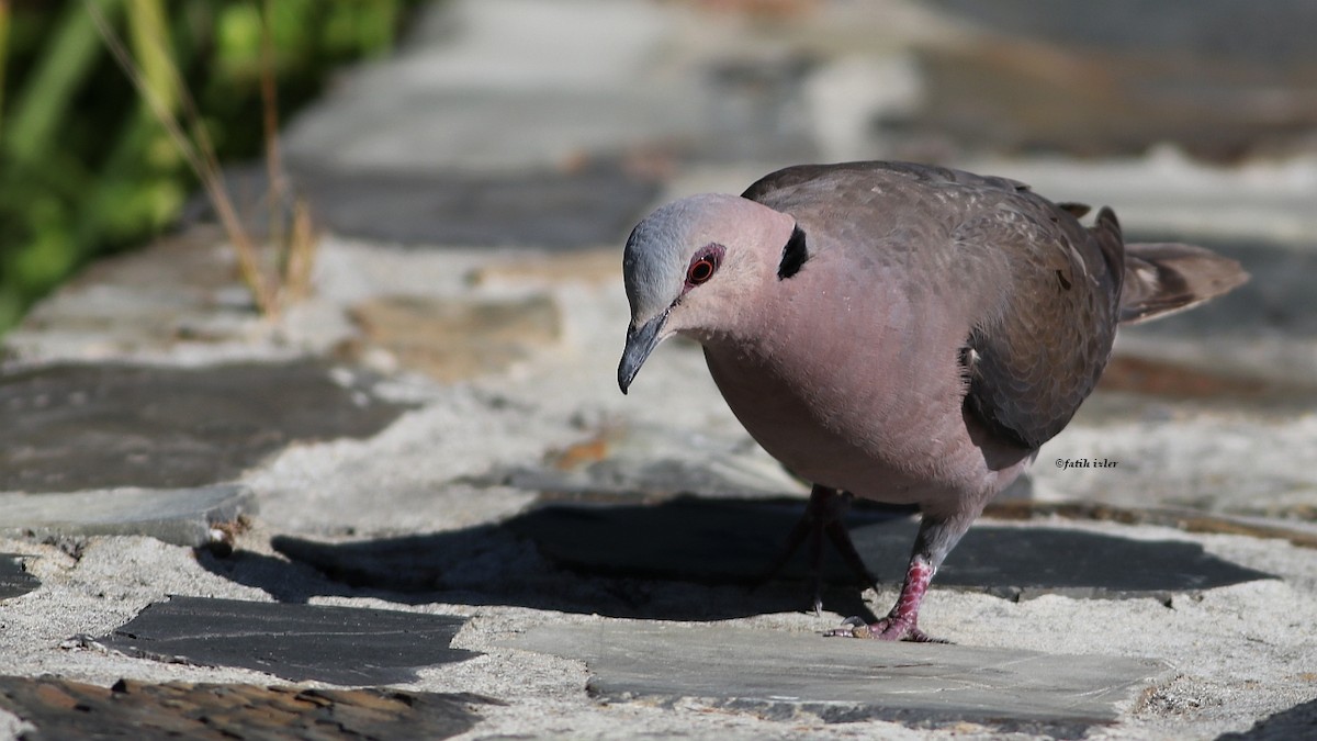 Red-eyed Dove - ML594161811