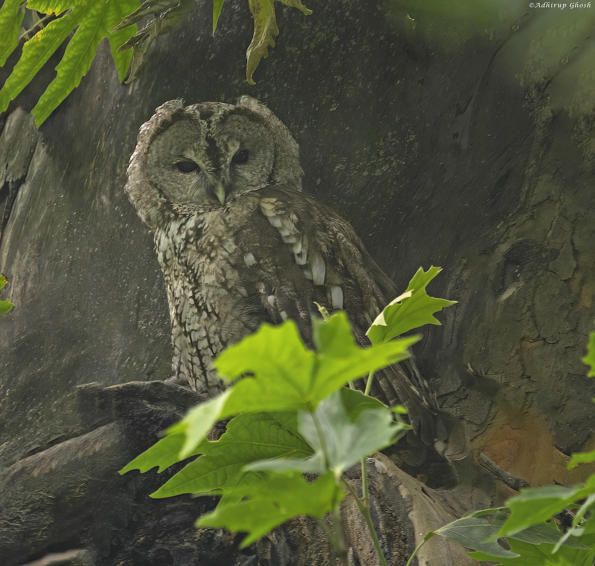 Tawny Owl - ML594164361