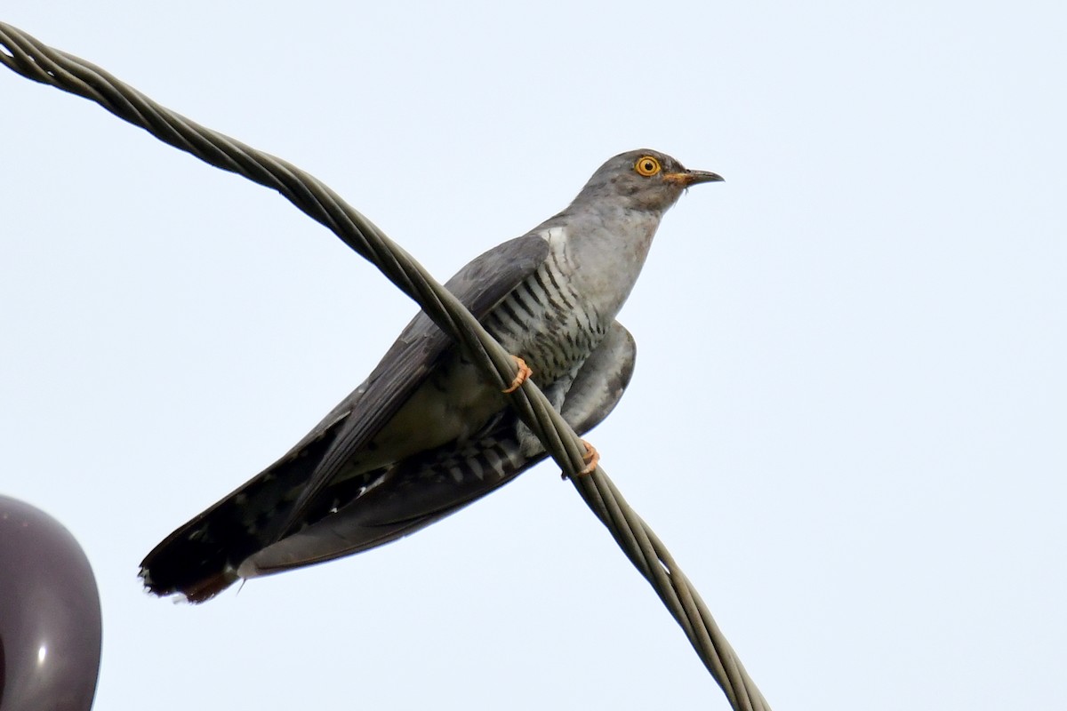 Common Cuckoo - ML594166661