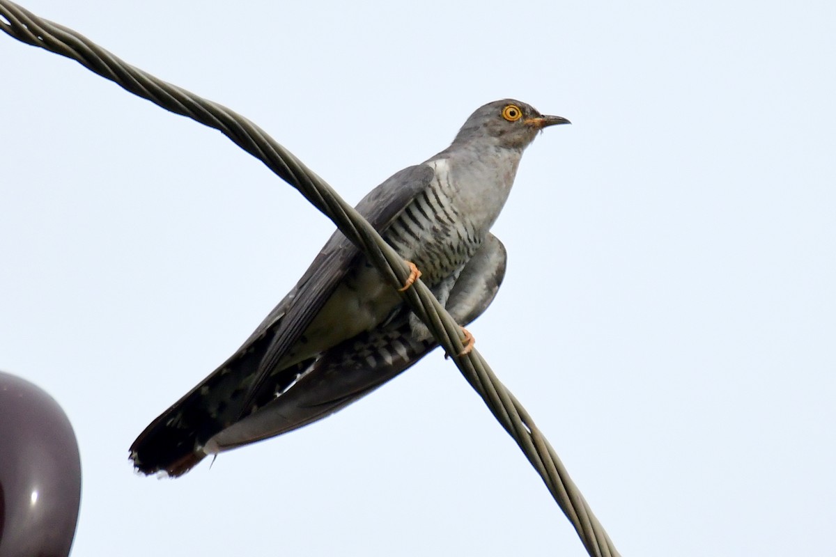 Common Cuckoo - ML594167071