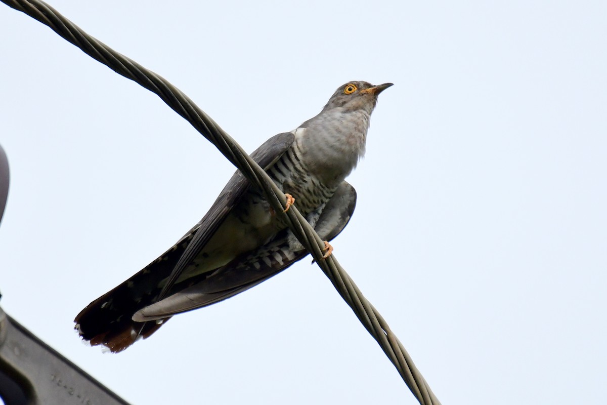 Common Cuckoo - ML594167511