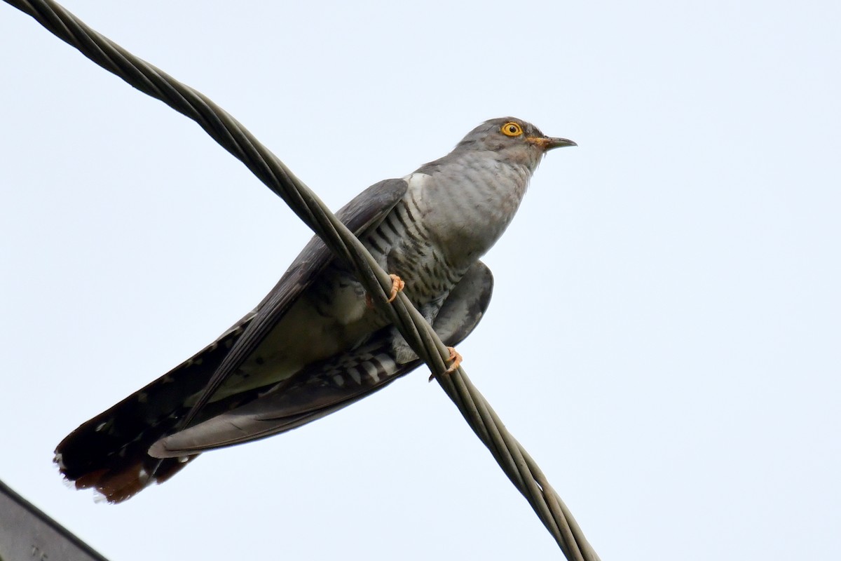 Common Cuckoo - ML594167911
