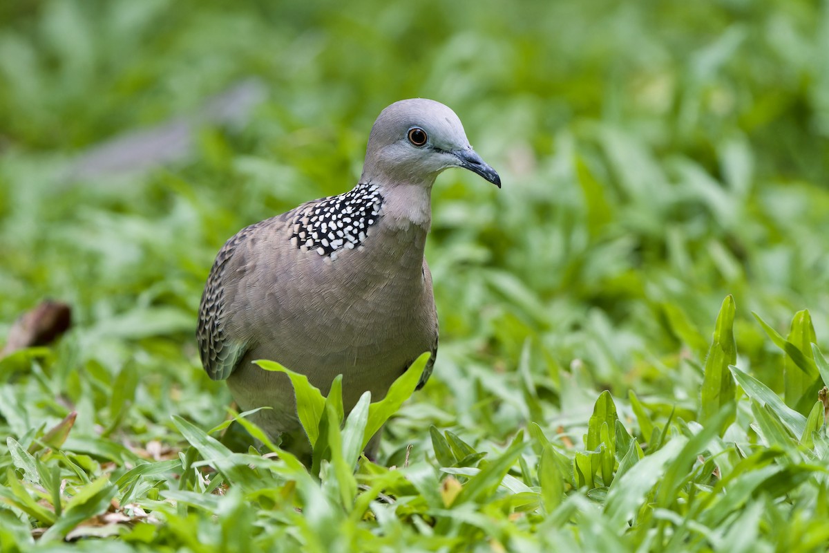 Spotted Dove (Eastern) - ML594168801