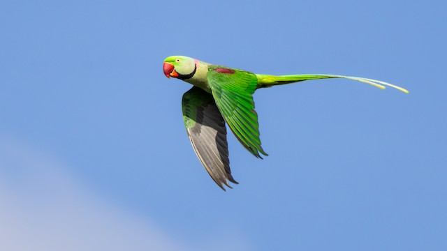 Green alexandrine hot sale parrot