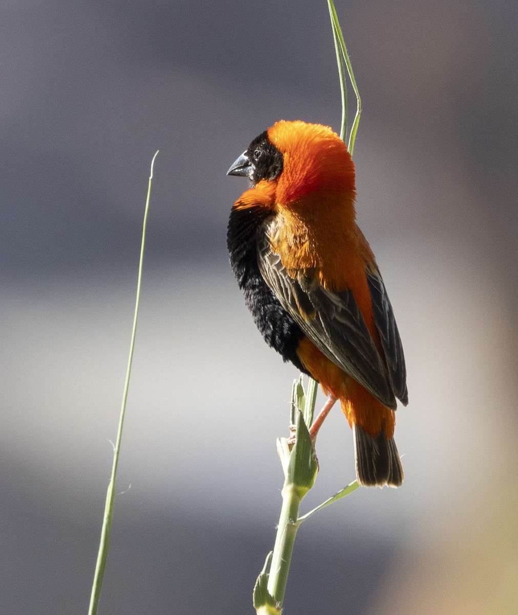Southern Red Bishop - Marie Lister