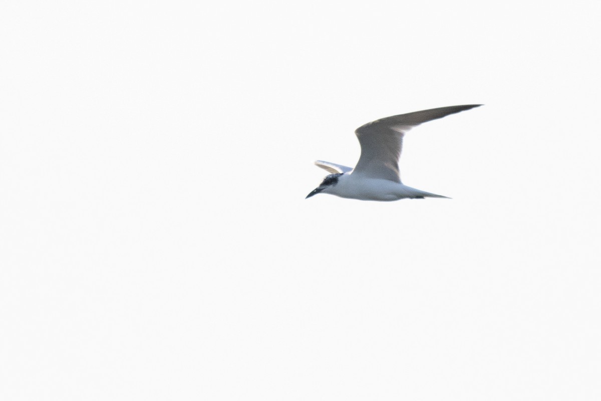 Australian Tern - ML594179301