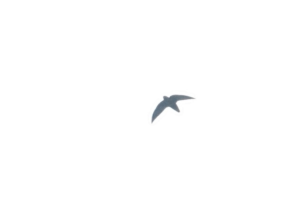 Short-tailed Swift - Ottavio Janni