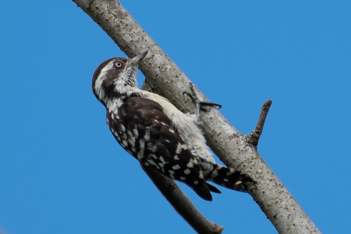 Brown-capped Pygmy Woodpecker - ML594181391