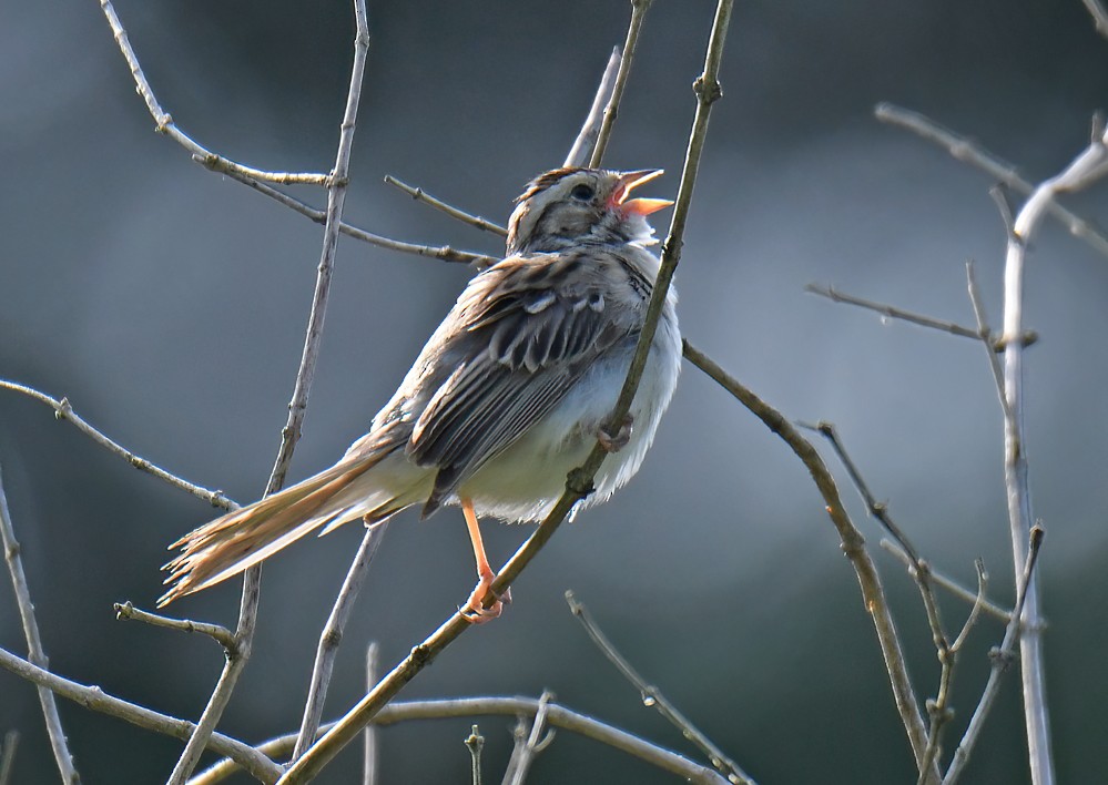 Clay-colored Sparrow - ML594183841