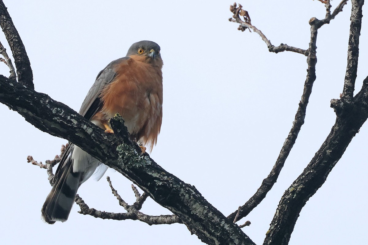 Rufous-breasted Sparrowhawk - ML594184571