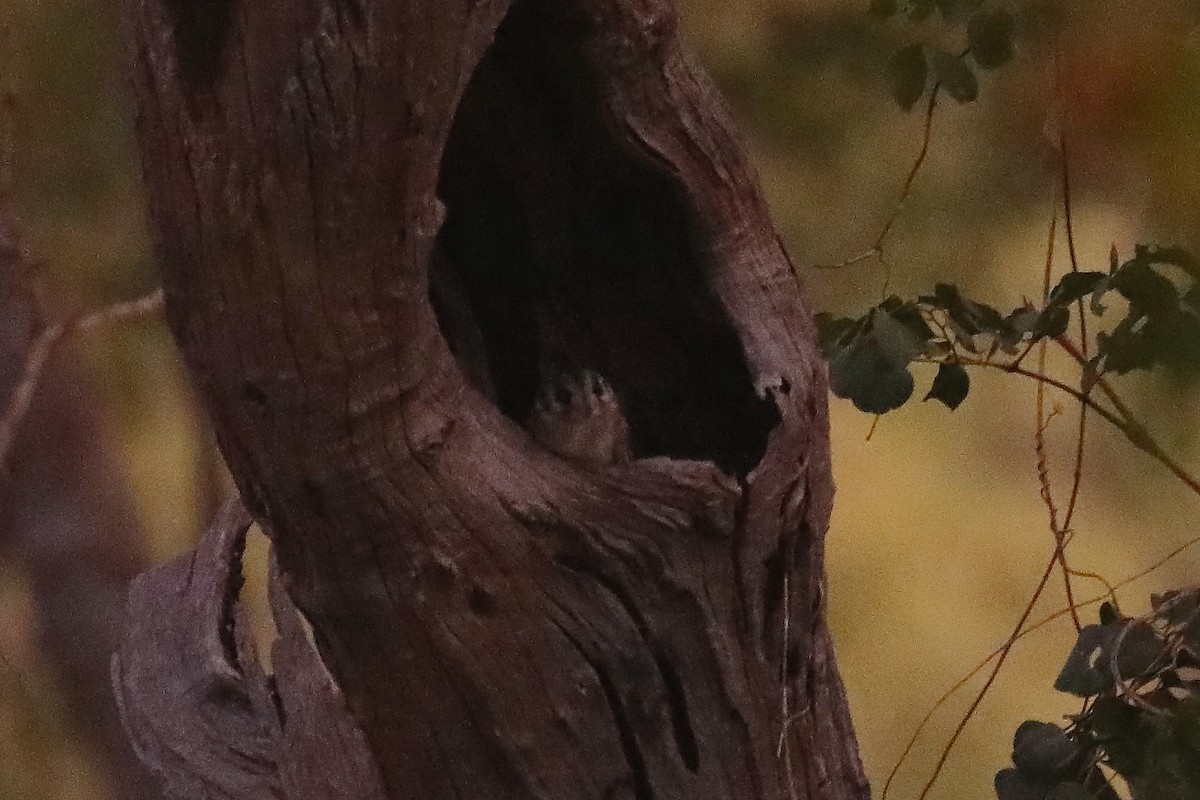 Australian Owlet-nightjar - ML594187371