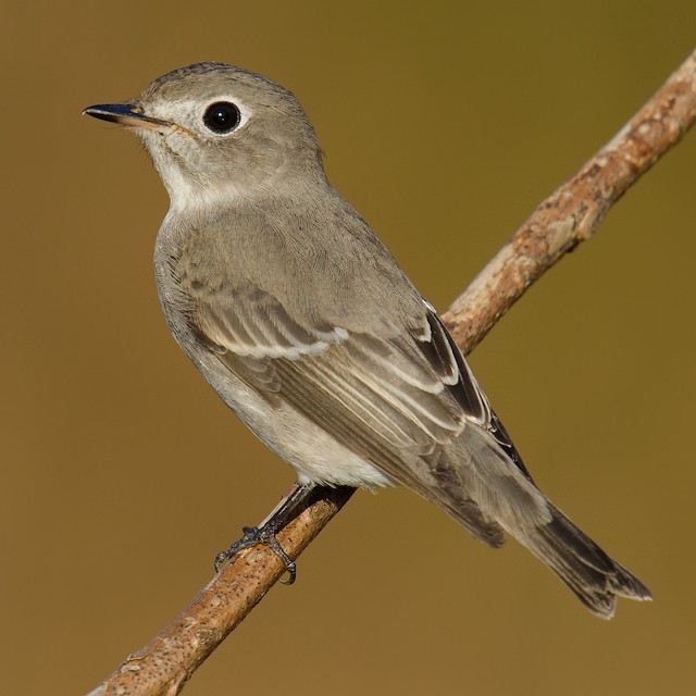 Asian brown flycatcher - Wikipedia