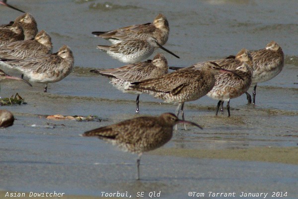 Asian Dowitcher - ML59419591